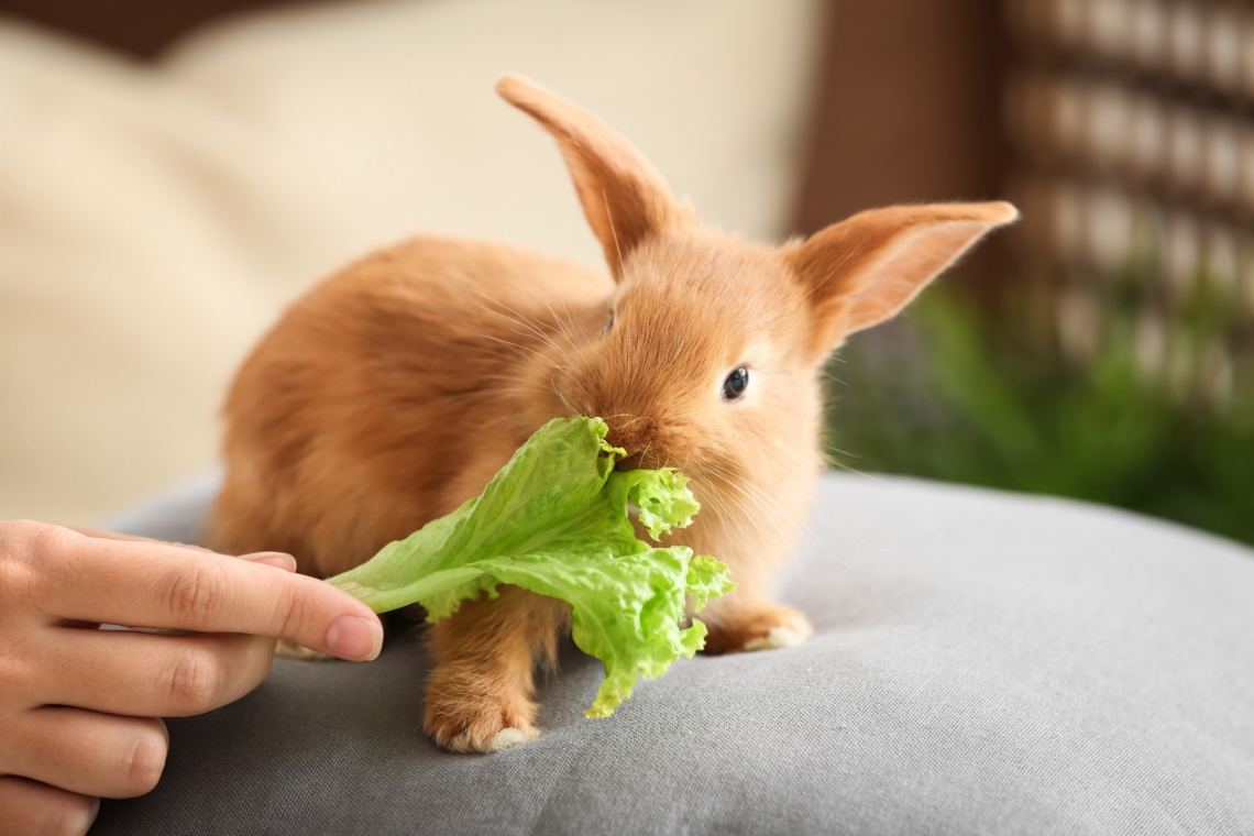 Principali caratteristiche della dieta del coniglio da compagnia.